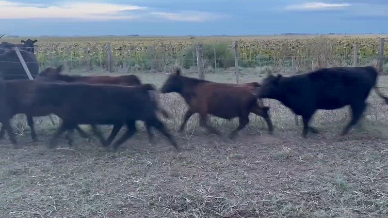 50 Terneros y Terneras