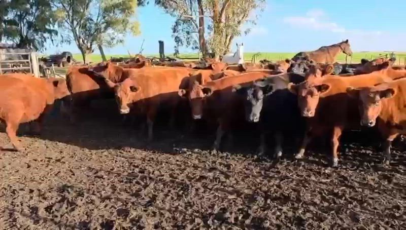35 Vacas preñadas