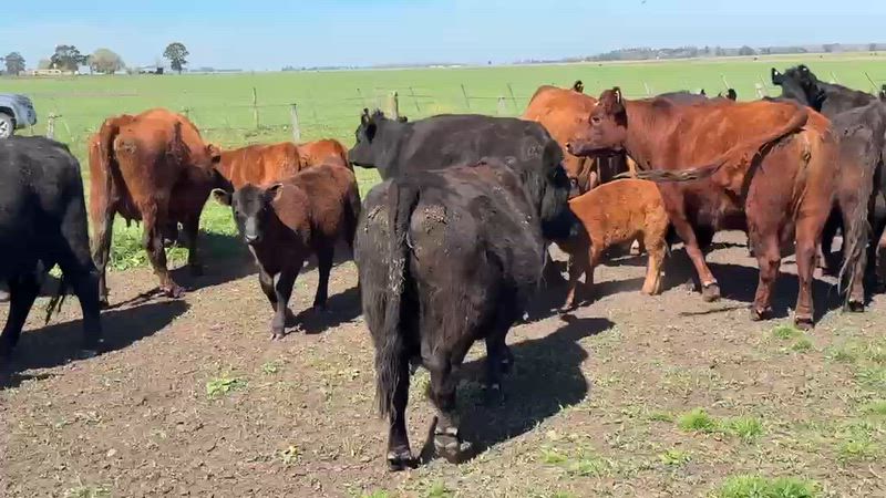 30 Vacas con cría