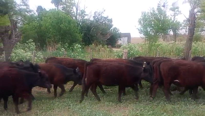 65 Terneras