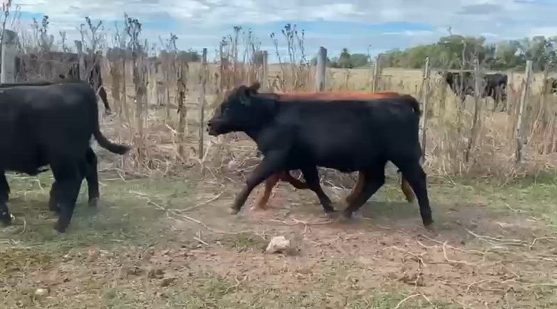 65 Terneros y Terneras