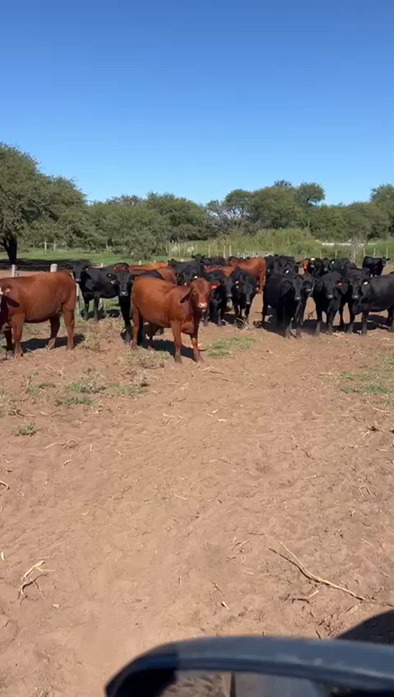 45 Vaquillonas Preñadas