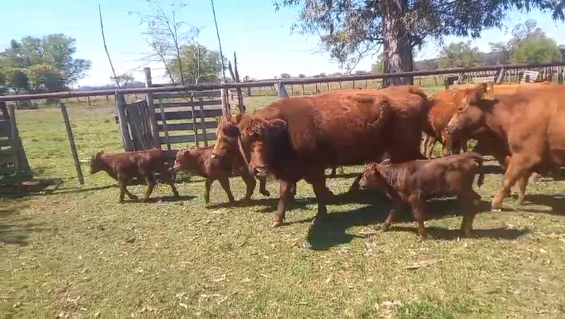 30 Vacas con cría
