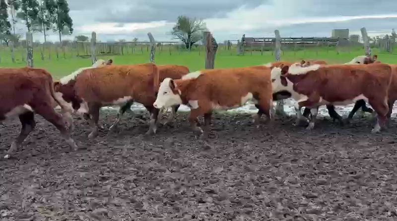 85 Terneras