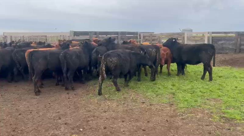 50 Vaquillonas para madre