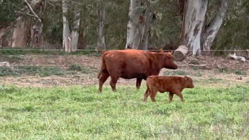 20 Vacas con cría