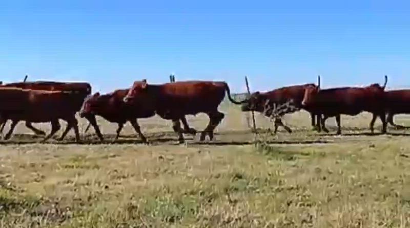 80 Terneros y Terneras
