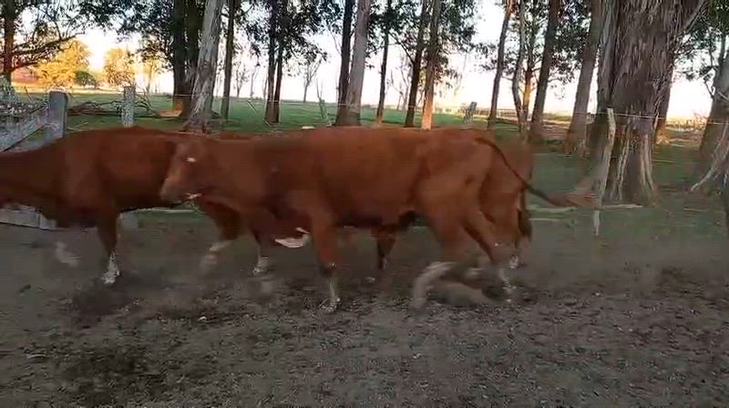 45 Vacas de invernada