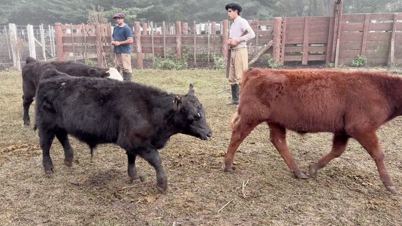 55 Terneros y Terneras