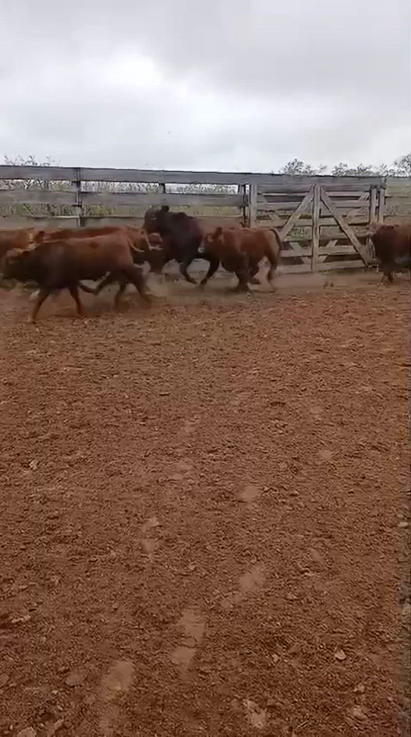 130 Terneros y Terneras