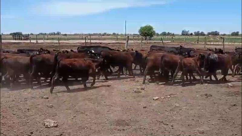 55 Terneros y Terneras