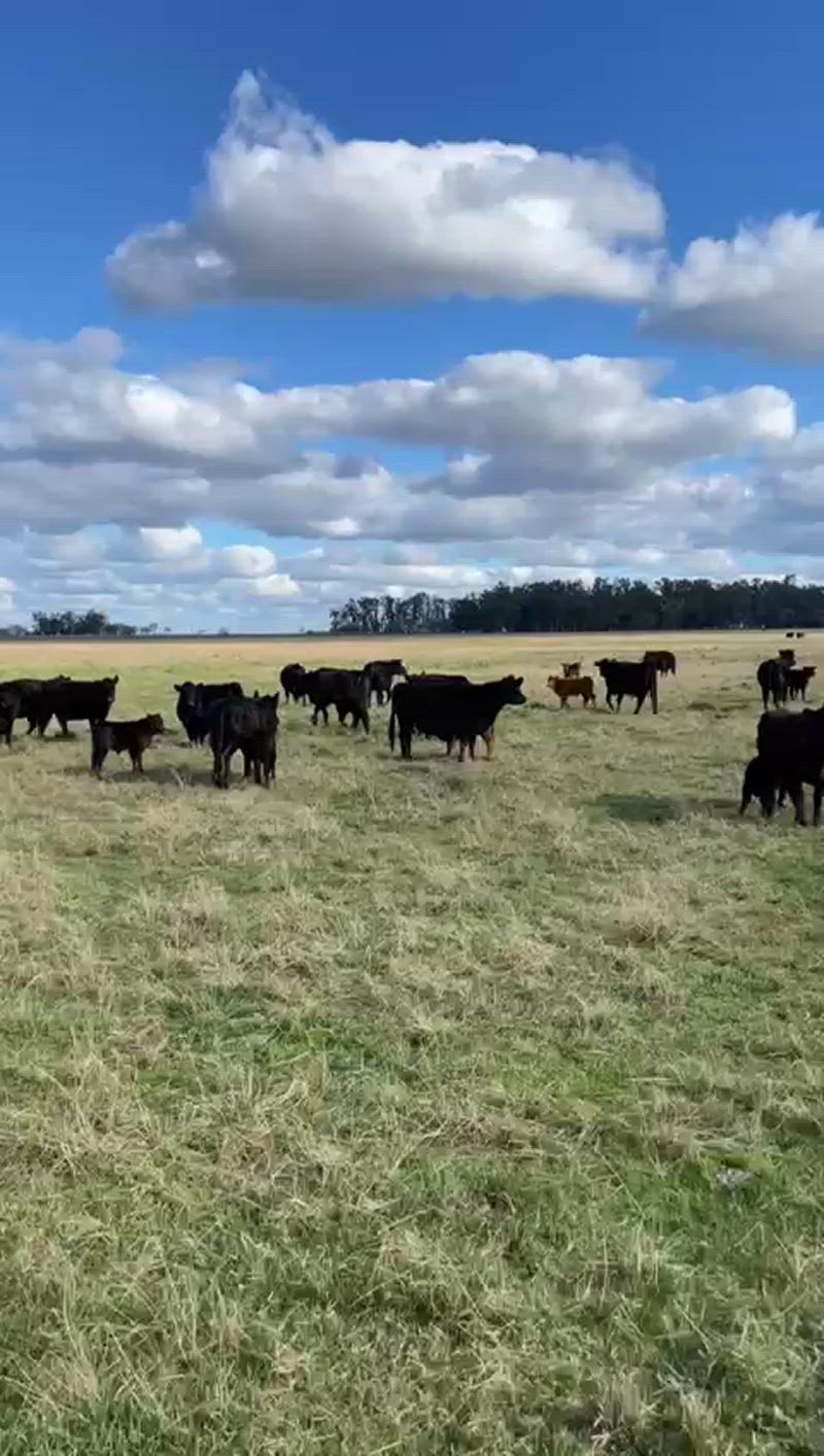 50 Vacas con cría