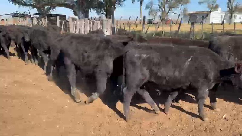 60 Terneros