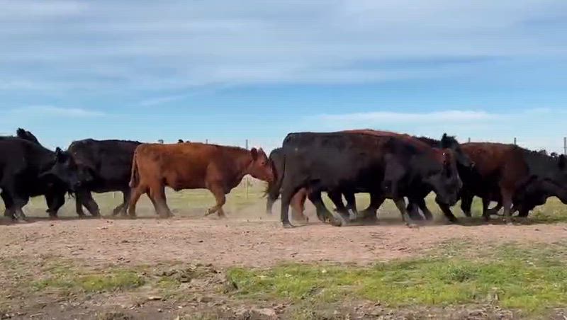 100 Vacas preñadas