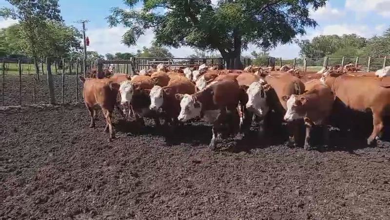 55 Vaquillonas para madre