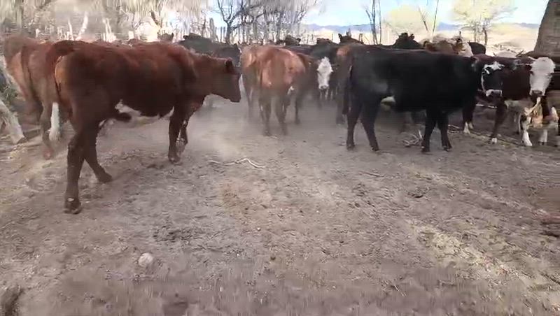 50 Vaquillonas Preñadas