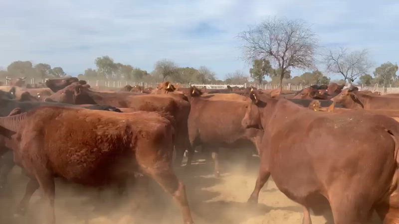 60 Vacas preñadas