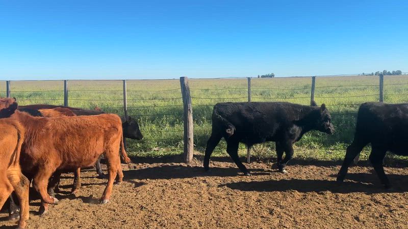 60 Terneros y Terneras