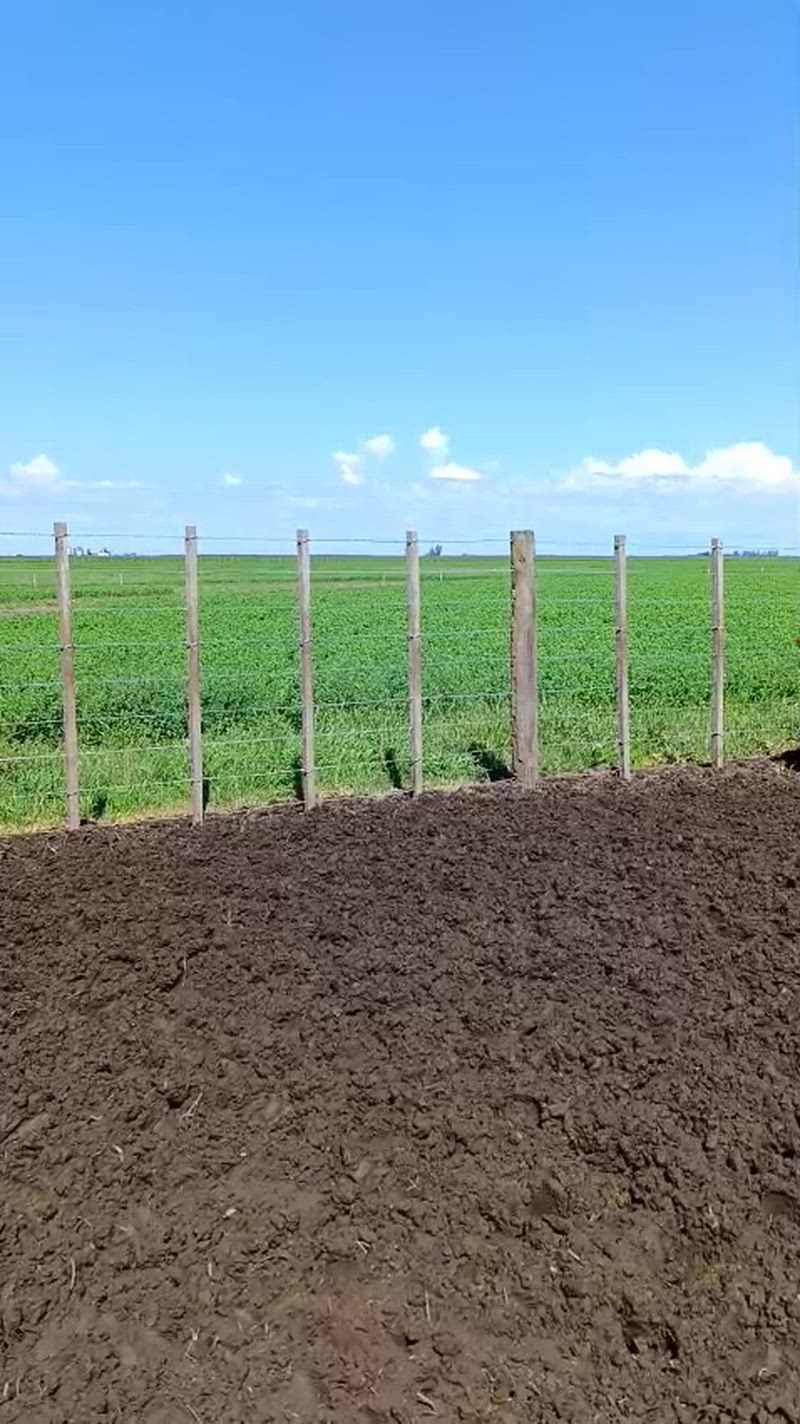 70 Terneros y Terneras