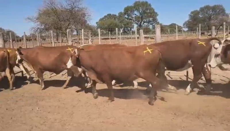 55 Vacas preñadas
