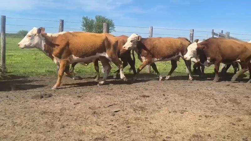 55 Vacas de invernada
