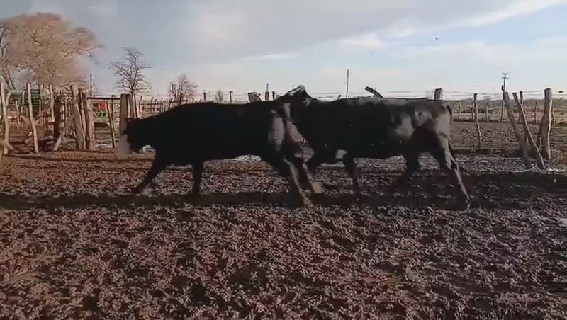 100 Vacas de invernada