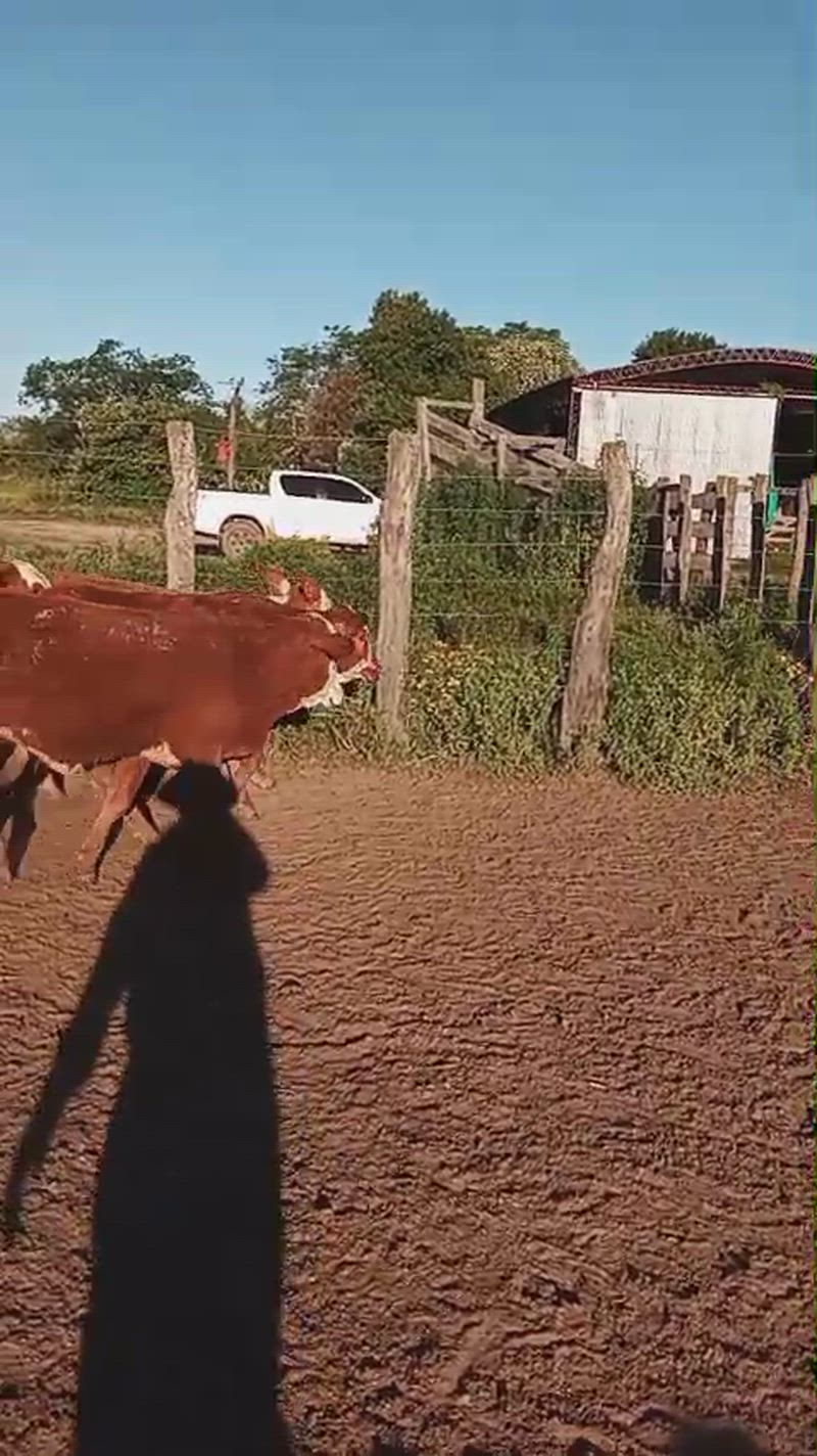 120 Terneros y Terneras