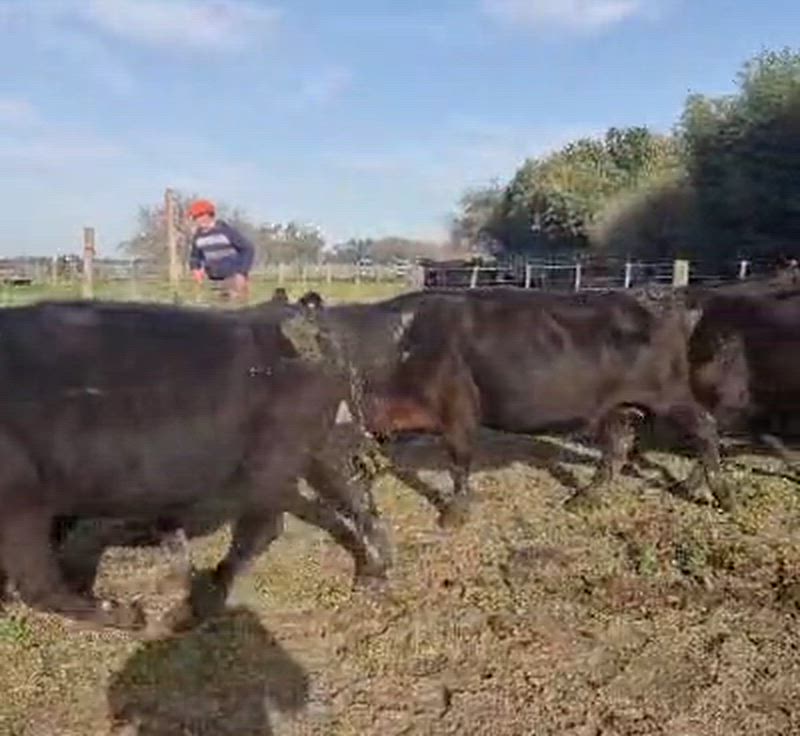25 Vacas preñadas