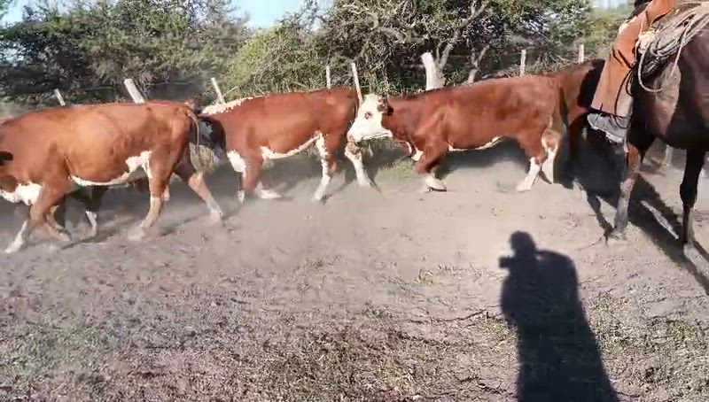 70 Vaquillonas Preñadas