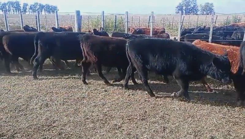 70 Terneros y Terneras