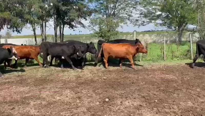 70 Vacas preñadas