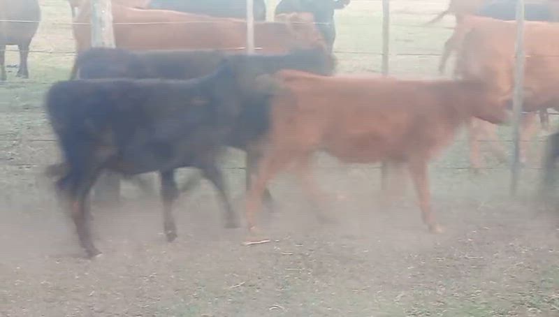 110 Terneros y Terneras