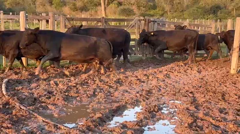 75 Vacas preñadas