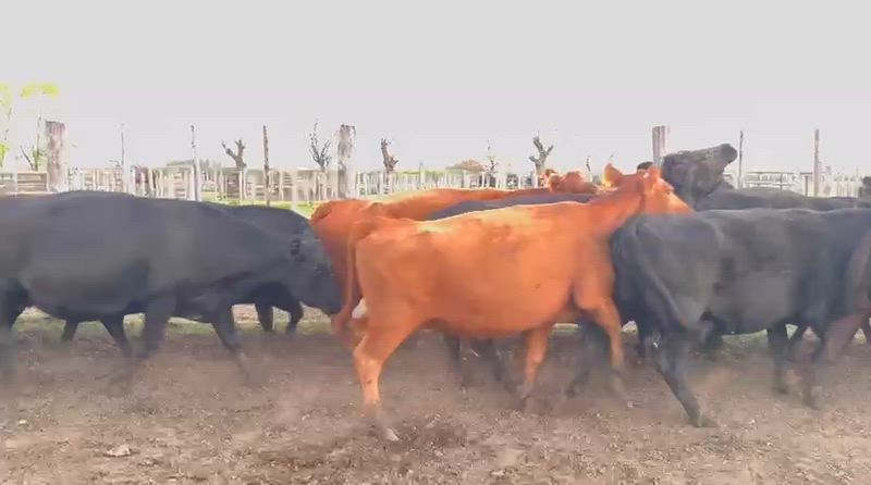 45 Vacas CUT Preñadas