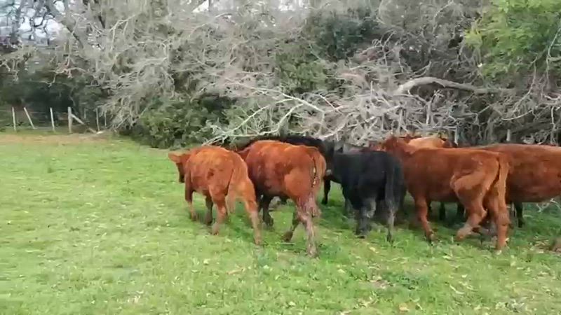 37 Terneros y Terneras