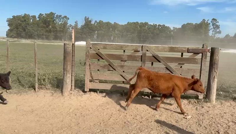 125 Terneros y Terneras