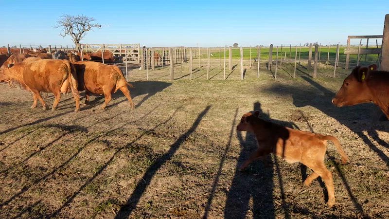 25 Vacas preñadas