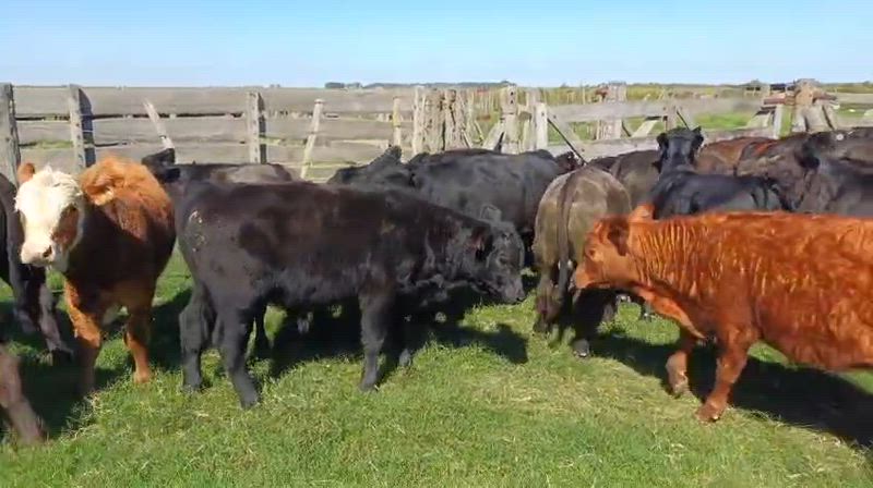 60 Terneros y Terneras