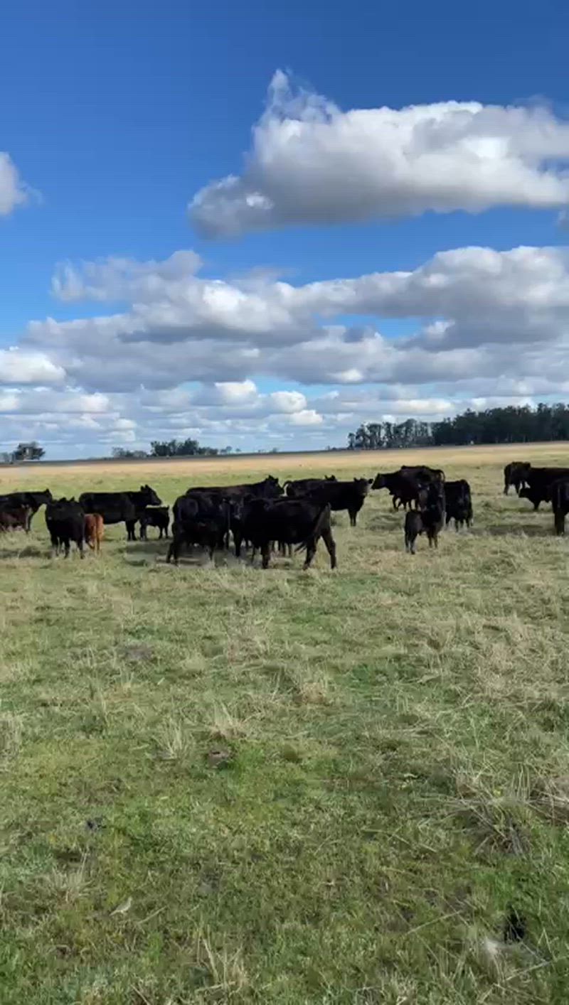 50 Vacas con cría