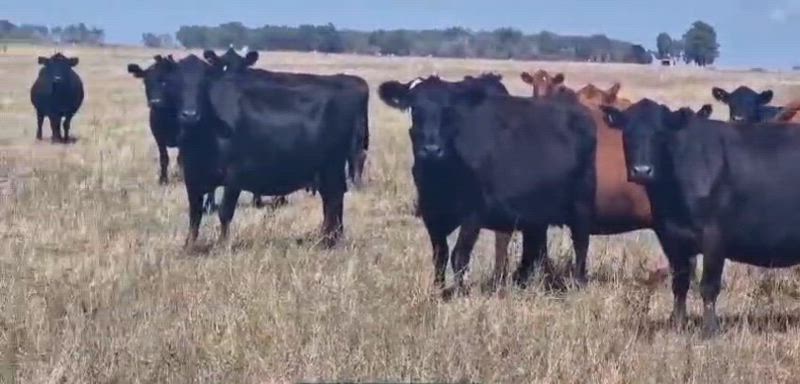 140 Vacas CUT Preñadas