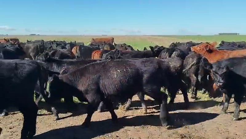 100 Terneros y Terneras