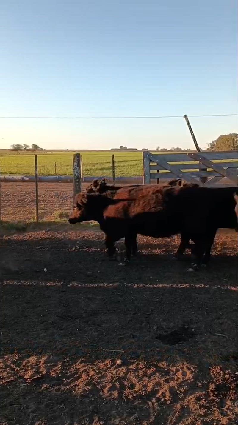 65 Terneros y Terneras