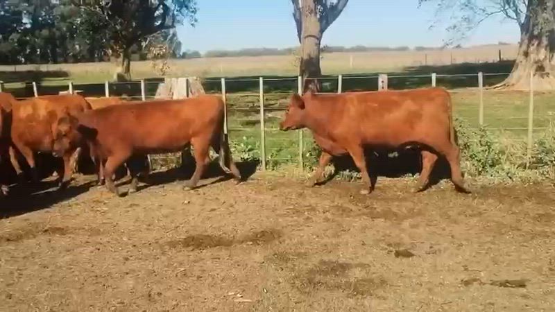 70 Vaquillonas Preñadas