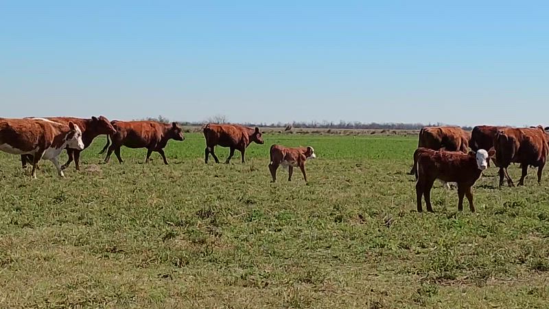 40 Vacas con cría