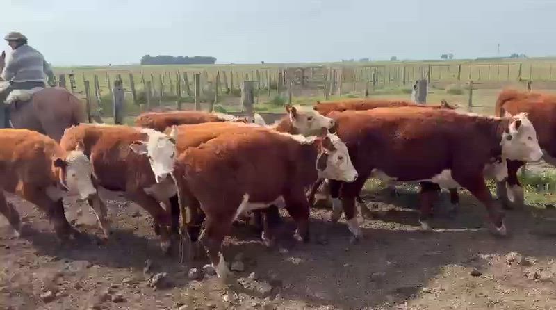 65 Terneros