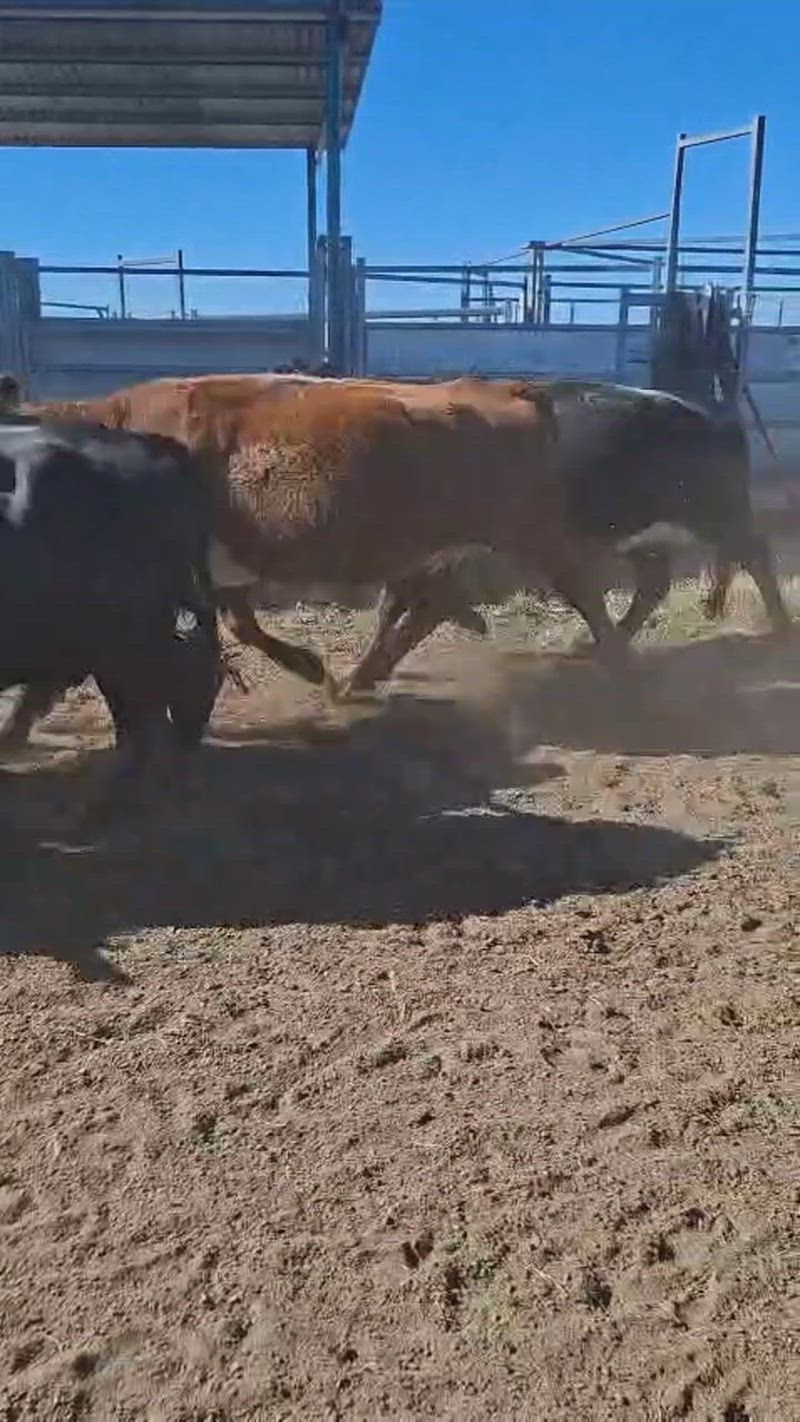 75 Vacas CUT Preñadas