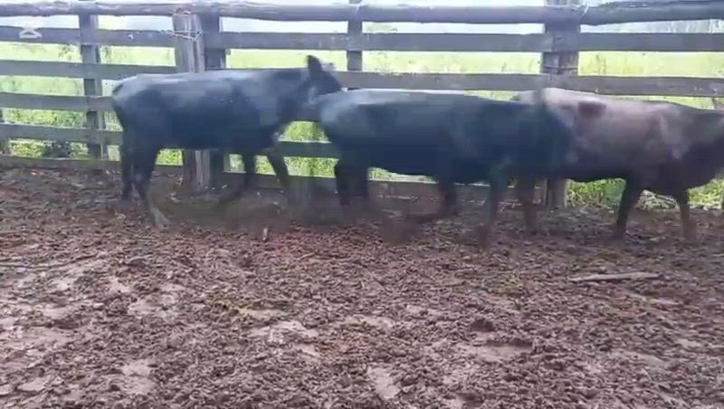 65 Novillitos y Vaquillonas