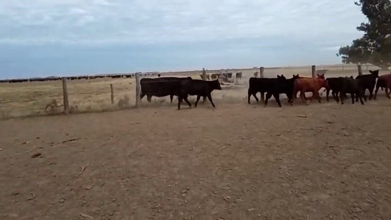 60 Terneros y Terneras