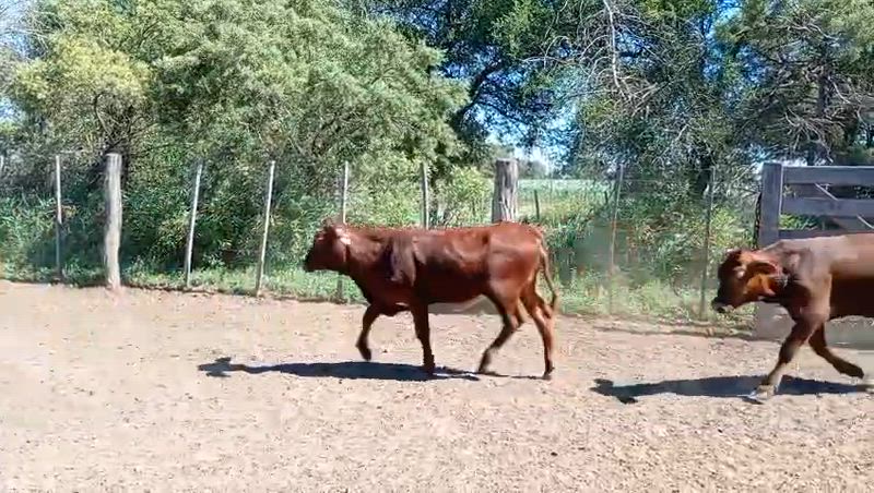 85 Terneros y Terneras