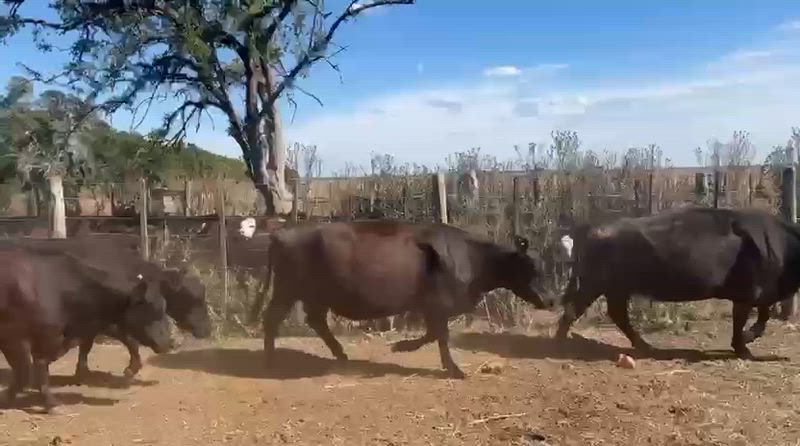 30 Vacas CUT Preñadas